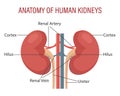 Anatomy of the human kidney. Urinary system. Medical infographic banner, illustration