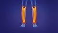 Anatomy of the human leg Royalty Free Stock Photo