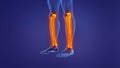 Anatomy of the human leg Royalty Free Stock Photo