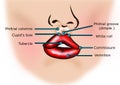 Lips anatomy isolated