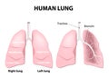 Anatomy of the human lungs Royalty Free Stock Photo