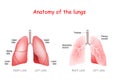Anatomy of the human lungs. lobes, trachea and bronchi Royalty Free Stock Photo