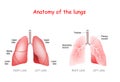 Anatomy of the human lungs. lobes, trachea and bronchi