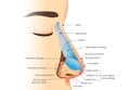 Anatomy of human nose Royalty Free Stock Photo