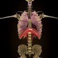 Anatomy of human organs in x-ray view Royalty Free Stock Photo