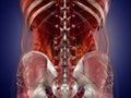 Anatomy of human organs in x-ray view. High resolution. Royalty Free Stock Photo