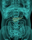 Anatomy of human pancreas with digestive organs