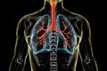 Anatomy of human respiratory system, 3D illustration