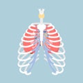 Anatomy of human rib cage with lungs and human heart, internal organs body part orthopedic health care