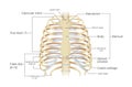 Anatomy of human rib. Royalty Free Stock Photo