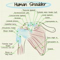 Anatomy of the human shoulder detail