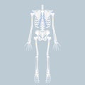 Anatomy of human spine, spinal cord, rib cage, pelvic bone, pelvic, backbone, hip, leg and arm bone, internal organs body part Royalty Free Stock Photo