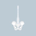 Anatomy of human spine, spinal cord, thoracic, cervical, lumbar, pelvic bone, internal organs body part orthopedic health care