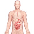 Anatomy of human stomach