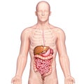 Anatomy of human stomach and liver