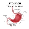 The anatomy of the human stomach