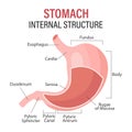 Anatomy of the human stomach, medical poster with detailed diagram of the structure of the internal stomach.