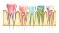 The anatomy of human teeth. Cross-section of a human tooth with an infographic. Royalty Free Stock Photo