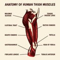 Anatomy of human thigh muscles in vintage style. Hand drawn engraved monochrome sketch. Vector illustration. Poster or