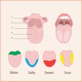 Anatomy of the human tongue