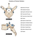 Anatomy of human vertebra structure infographic diagram Royalty Free Stock Photo