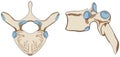 Anatomy of human vertebra structure infographic diagram Royalty Free Stock Photo