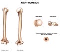 Anatomy of humerus Royalty Free Stock Photo