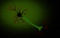Anatomy Illustration of Active Human Neuron Cell Royalty Free Stock Photo