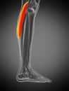 anatomy illustration - gastrocnemius