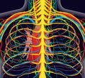 Anatomy illustration of human back chest with nervous and blood system Royalty Free Stock Photo