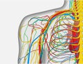 Anatomy illustration of human back shoulder with nervous and blood system