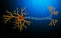 Anatomy illustration of Human Brain Neuron Royalty Free Stock Photo