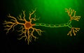 Anatomy Illustration of Human Neuron Cell Royalty Free Stock Photo