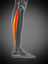 anatomy illustration - soleus Royalty Free Stock Photo