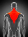 Anatomy illustration - trapezius Royalty Free Stock Photo