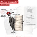 Anatomy and infographic of a Pileated woodpecker