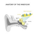 Anatomy of the inner ear. Close-up of Hair cells