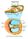 Anatomy of inner ear. Cross-section of one spiral of cochlea. Structure of the organ of Corti. Royalty Free Stock Photo