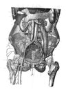 Anatomy of internal organs and parts of the human stomach/ digestive system / Illustration from Brockhaus Konversations-Lexikon 19