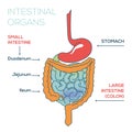 Anatomy of intestinal organs, Image of stomach, Medical abstract vector illustration