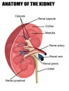 Anatomy of the kidney Royalty Free Stock Photo