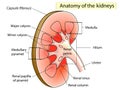 Anatomy. Kidney Cross Section Showing the major parts Royalty Free Stock Photo