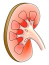 Anatomy. Kidney Cross Section Showing the major parts Royalty Free Stock Photo