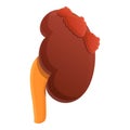 Anatomy kidney icon, cartoon style Royalty Free Stock Photo