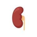 Anatomy kidney icon flat isolated vector