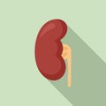 Anatomy kidney icon, flat style Royalty Free Stock Photo