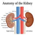 Anatomy of the Kidney Royalty Free Stock Photo