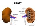 Anatomy Of Kidney