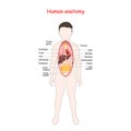 Anatomy for kids. Human body with internal organs Royalty Free Stock Photo