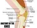 Anatomy of the knee Royalty Free Stock Photo